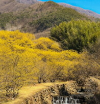 2025 구례 산수유꽃축제 
