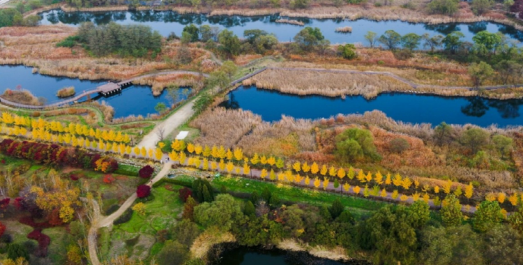 드림파크 국화축제