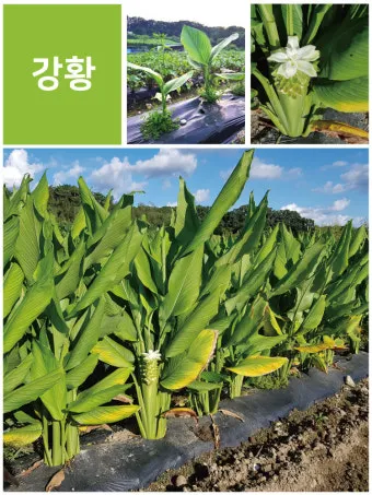 강황 재배 따뜻한 온도 보온 피복 수확 건조_12