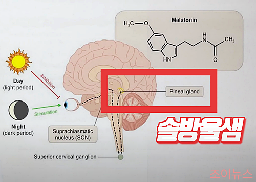 멜라토닌, 우리 몸에서 어떤 역할?_이미지출처:유튜브내과전문의닥터케이