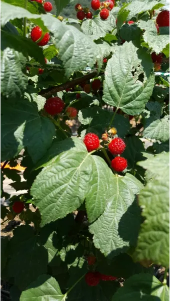 산딸기 재배 번식 방법 포트 묘 심기 잡초 관리_9