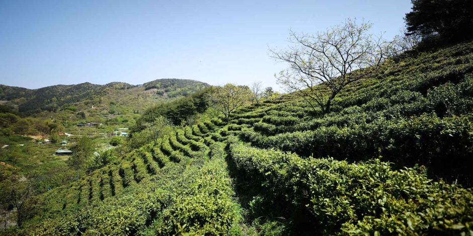 제 27회 야생차 문화축제 기본정보와 프로그램 정보 소개