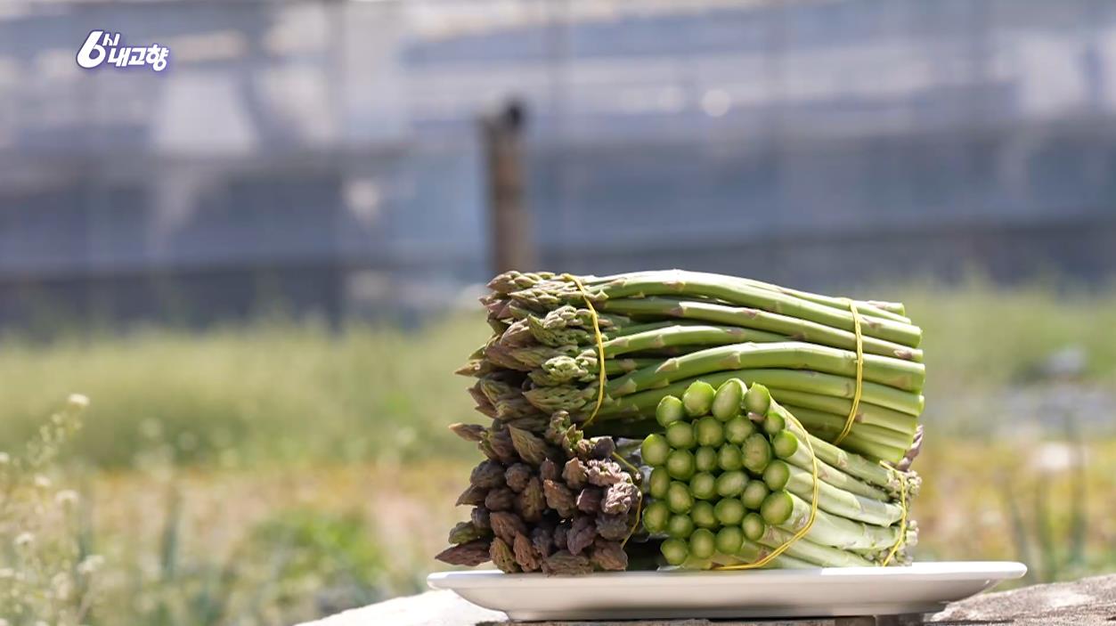 6시내고향 김천 아스파라거스 청년이 재배하는 아스파라거스