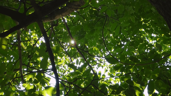 완성된 결과물(동영상->gif)