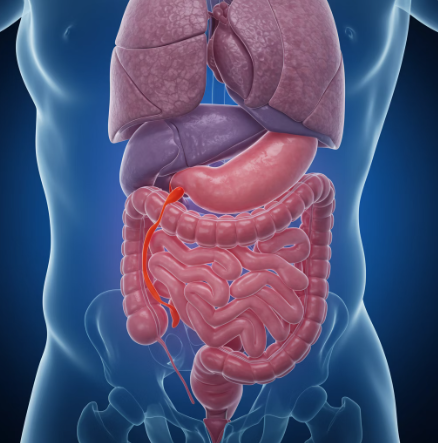 맹장 위치에 대해 내부 장기를 보여주는 그림
