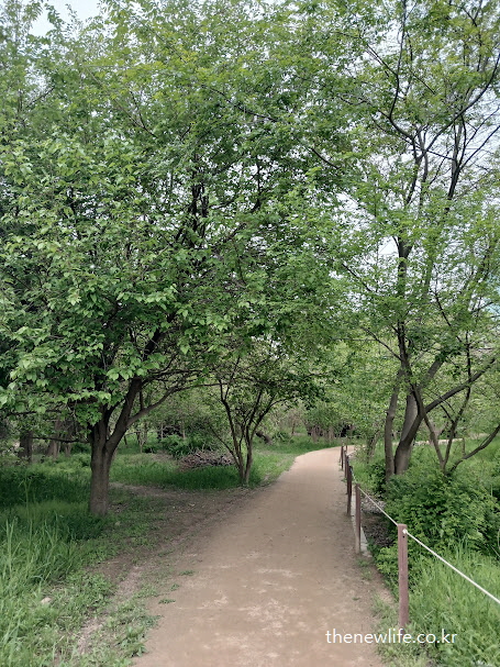 길 따라 줄지어 선 뽕나무들 – 뽕잎차와 뽕잎 나물의 출발점이 되는 현장 이미지
