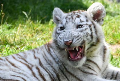 2025년 5월 호랑이띠 운세