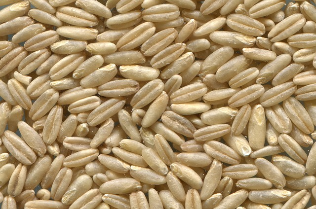 파로 곡물 부작용