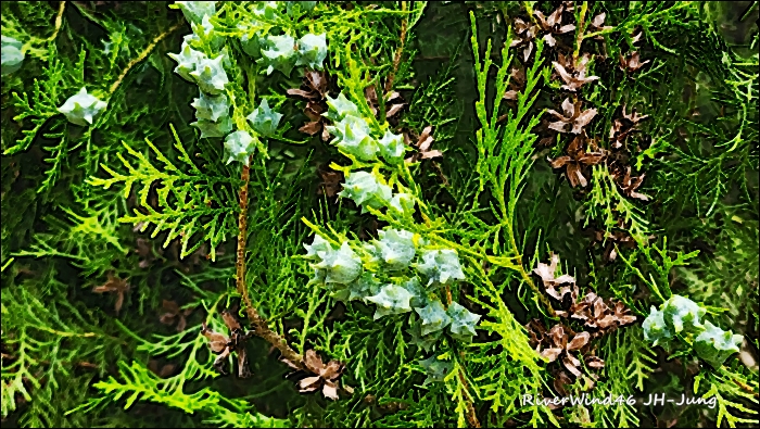 측백나무 열매(柏子仁)