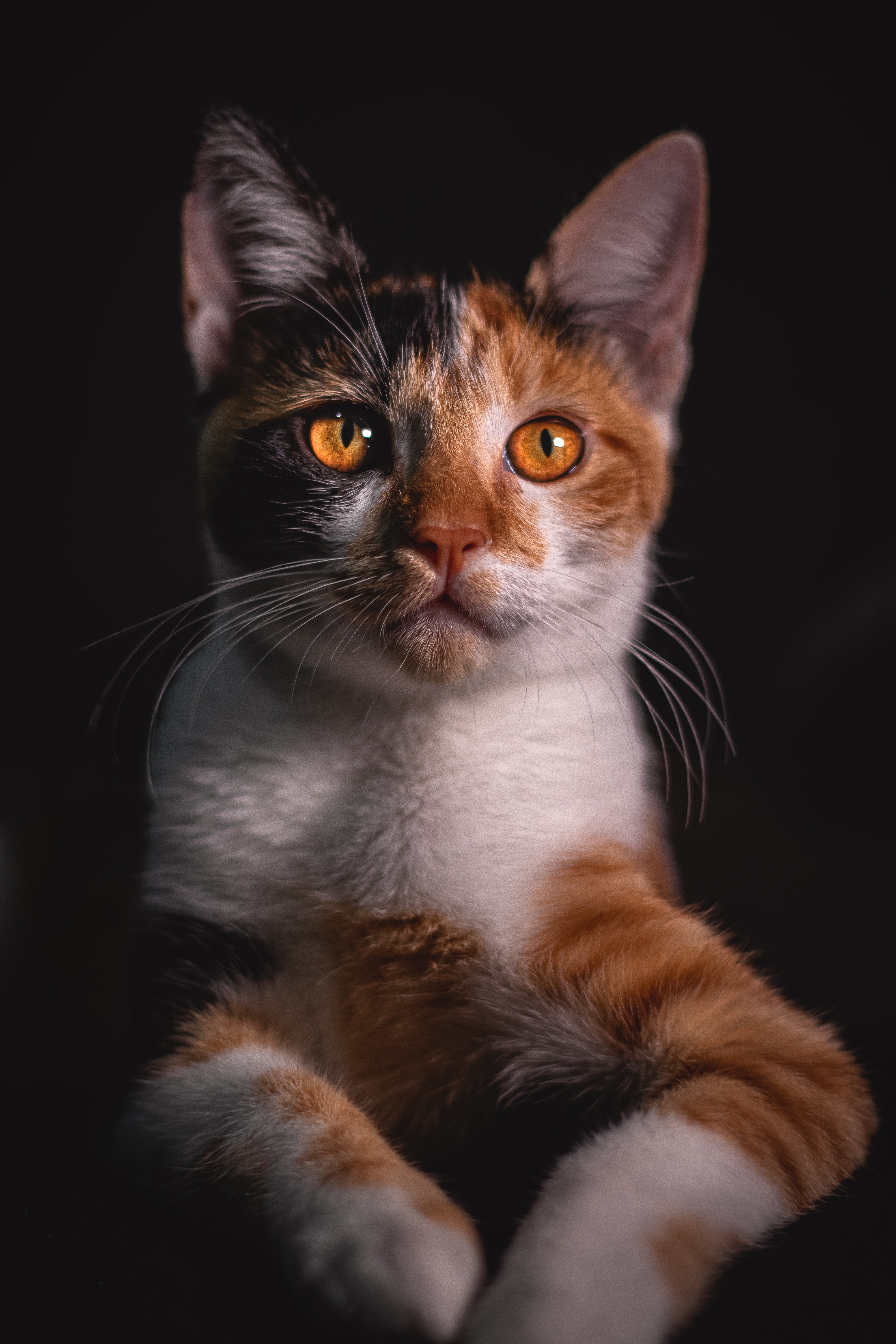 고양이 간식