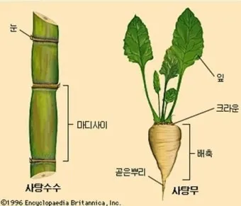 사탕무 재배 봄 파종 당도 관리 수확 보관_11