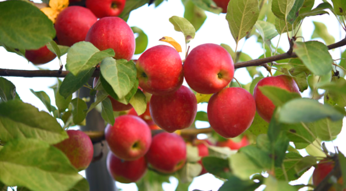 문경 사과 축제