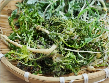 제철 건강식단 (봄철, 항산화, 비타민)