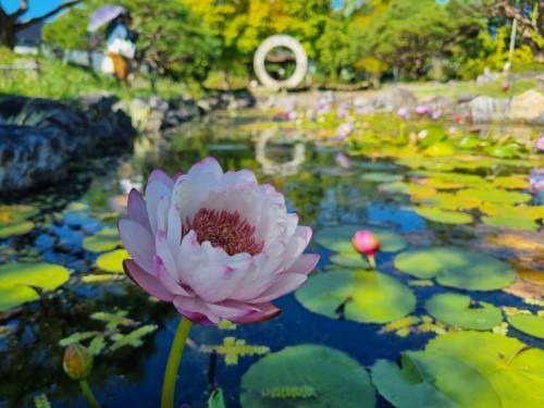 양평 세미원 연꽃