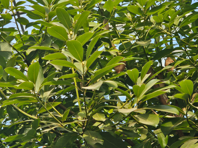 후박나무 잎2
