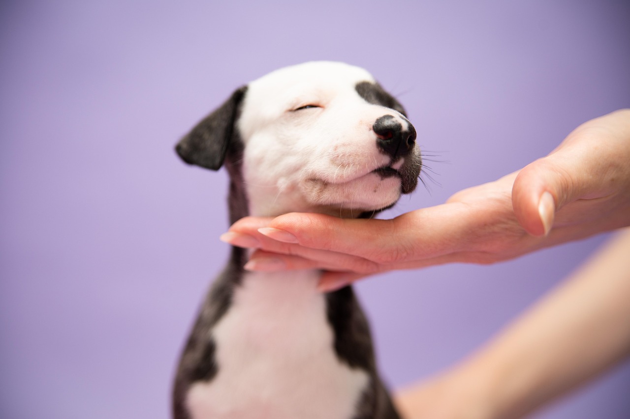 반려견의 사랑표현 방법 (애정행동, 감정신호, 교감법) 관련사진