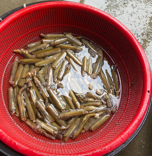 6시내고향 대맛조개 체험 택배 구입 문의