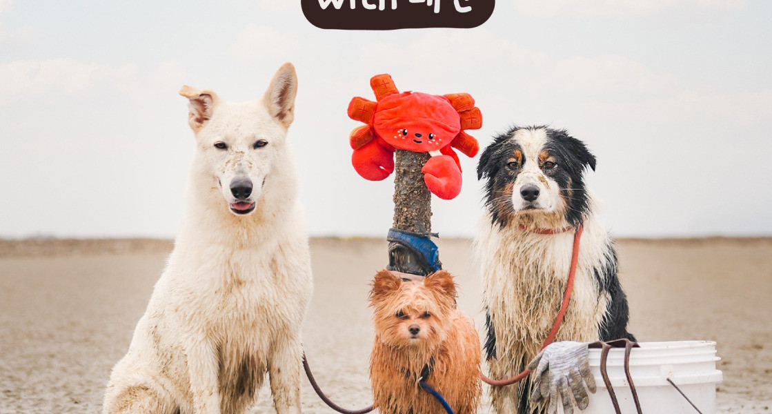 &quot;댕댕이 갯벌 체험 with 태안&quot; 프로그램, 바다 산책, 숙소 추천 관련 댕댕이 갯벌 체험 후 사진