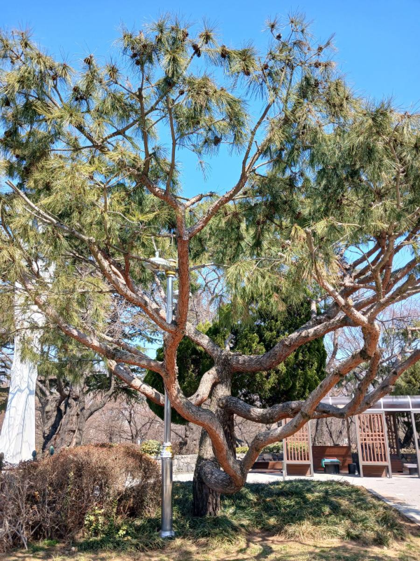 자유공원 소나무