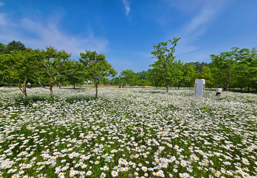 함안 악양생태공원 샤스타데이지