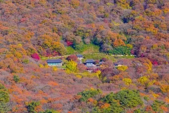 내장산 단풍 명소 단풍시기 산책로 사진스팟 한눈에_4