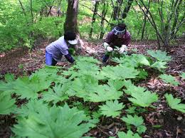 제 19회 영양 산나물 축제 기본일정과 특징 소개