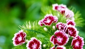 카네이션 꿈해몽 15가지