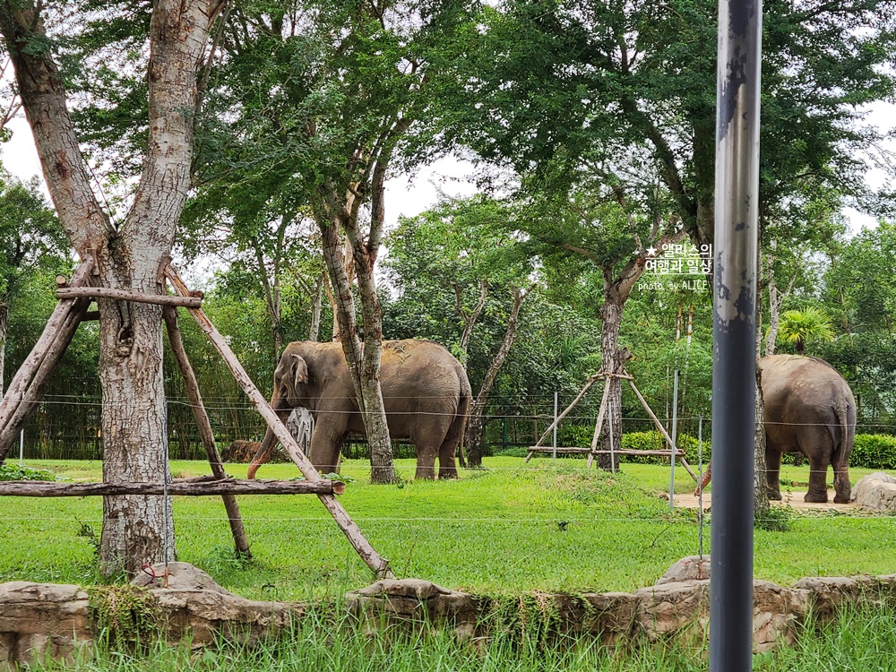 베트남 남호이안 빈원더스 사파리 후기 가격 할인입장권 예약 리버