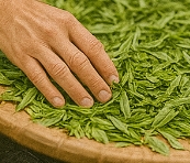 말차 녹차 차이