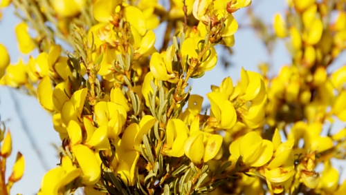 허니부쉬 효능, 성분, 먹는법, 차 만드는 방법