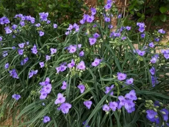 5월의 야생화 백화등 소리쟁이 낮달맞이꽃 알프스민들레_3