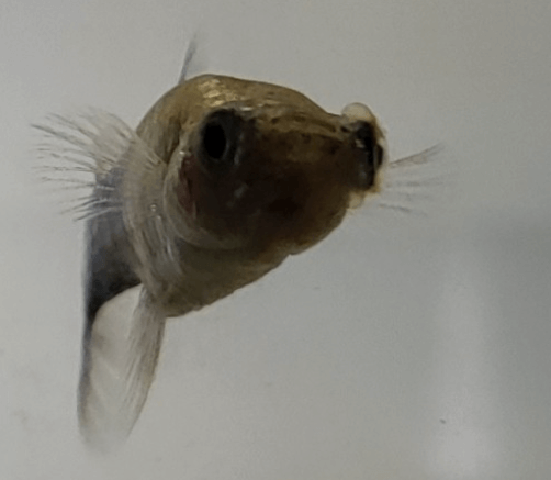 구피 질병 증상(백점병, 마우스펑기, 솔방울병 등)