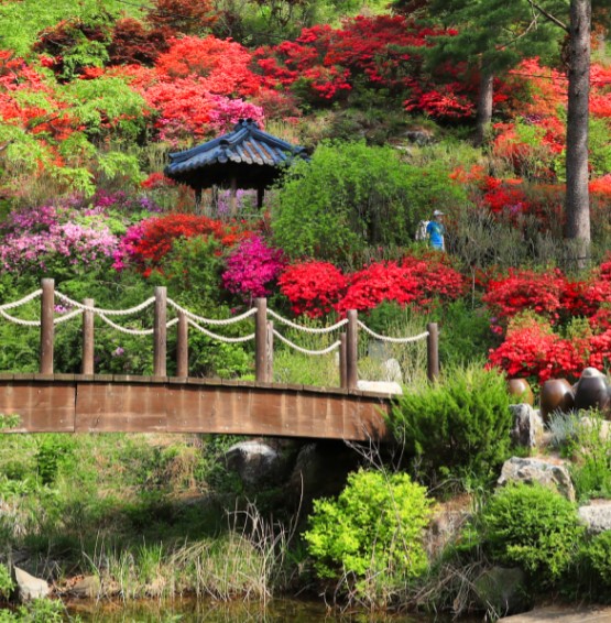 경기도 봄꽃구경