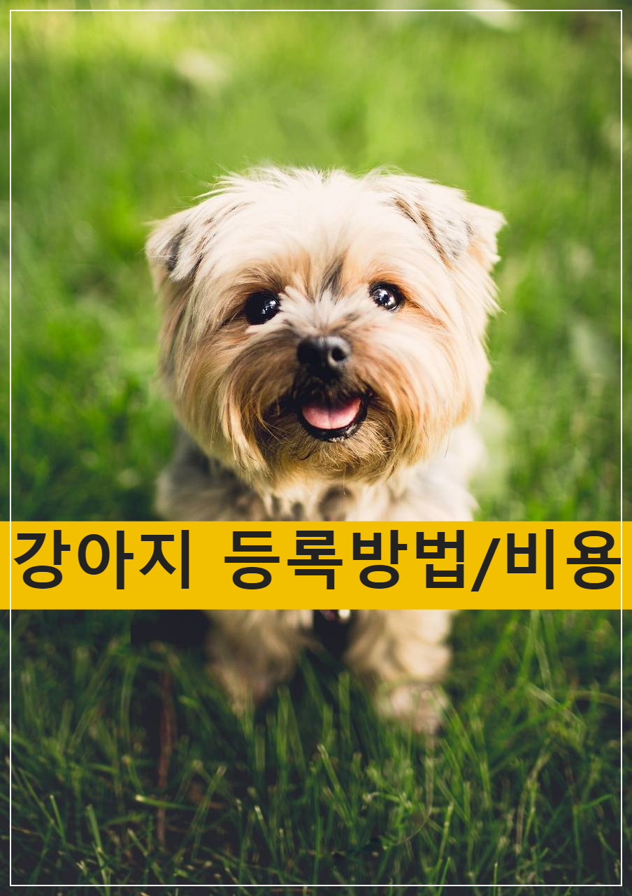 강아지 등록 방법 및 비용