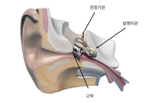 내이(內耳)는 전정기관과 달팽이관이 있습니다