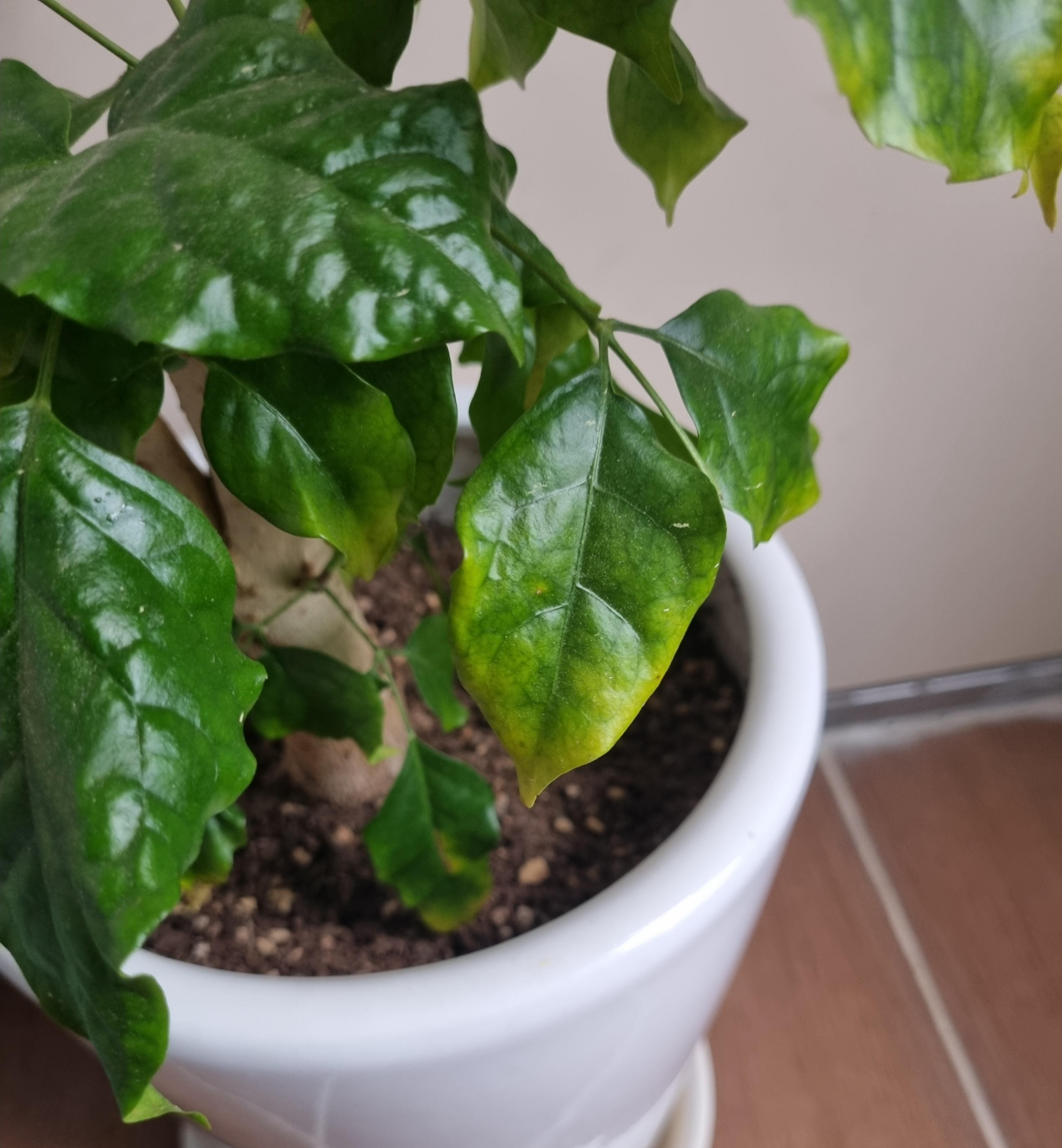 노랗게 변한 녹보수 잎 2