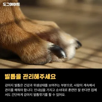 강아지 며느리발톱 그냥 둬도 괜찮을까 관리 제거 수술 총정리 정보모음_15