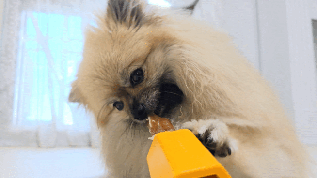 zeal 사슴 힘줄을 뜯는 강아지