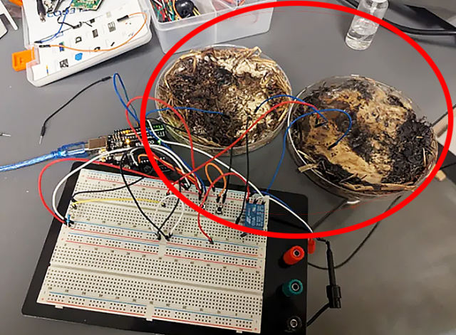 탈수·배선 처리한 버섯을 활용해 실험하는 모습.