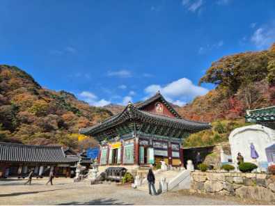 양평 용문산 관광지에 있는 전통 사찰의 가을 단풍이 아름다운 모습