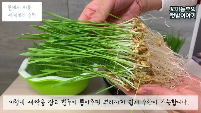 새싹보리 재배 발아 온도 물 분무 수확 시기_1