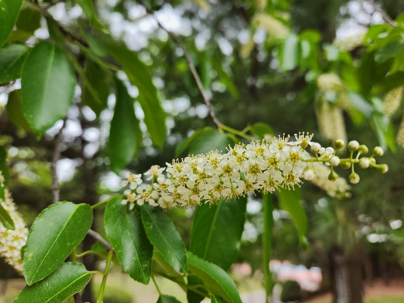 세로티나벚나무