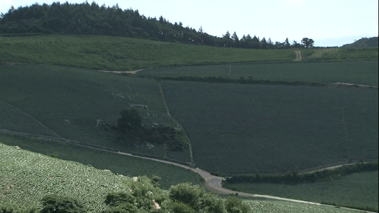 절임배추 추천 Best 3