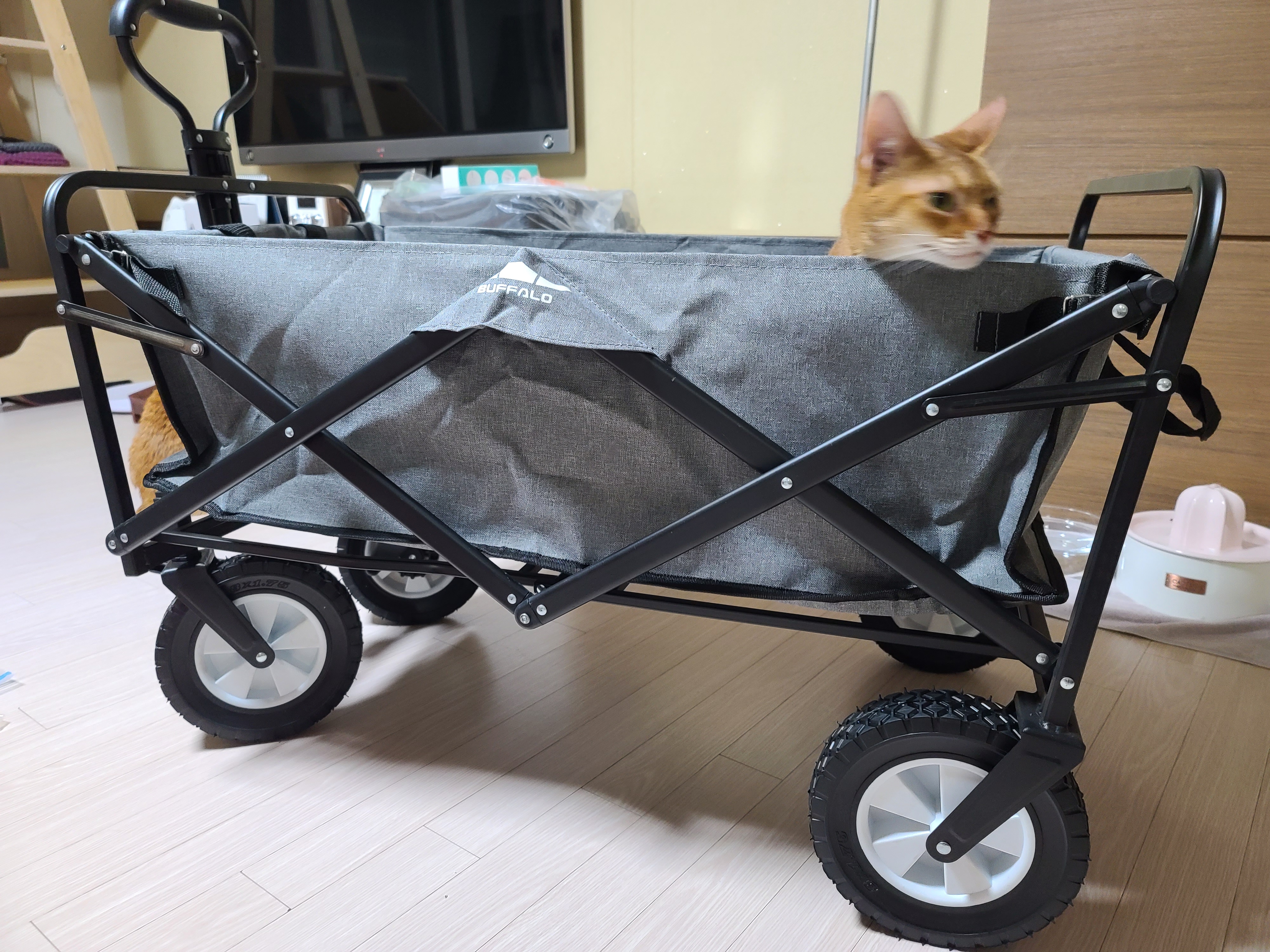 고양이들에게 새로운 놀이터가 생겼다!