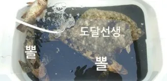 용초도 배시간표 배편 요금 낚시포인트_24