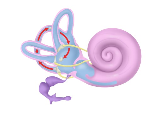 귀 안에 있는 이석