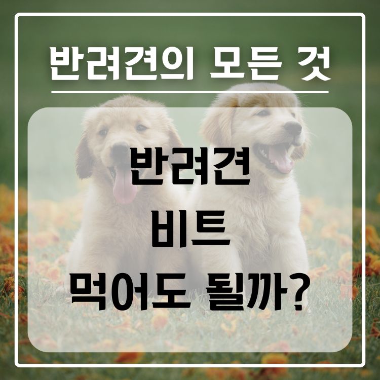 반려견 비트 급여 가능 여부, 적정량, 주의 사항
