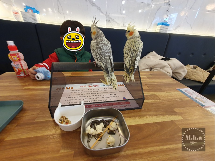 배곧 버드 힐링 앵무새 체험 카페