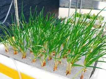 텃밭 부추 쪽파 재배 다년생 관리 수확주기 웃거름 월동_29