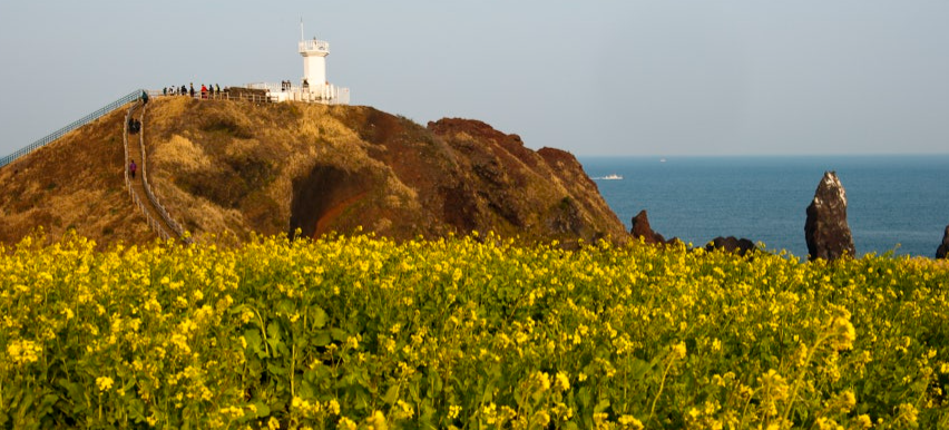 섭지코지 유채꽃밭 등대